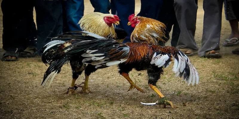 Đá Gà Cựa Dao - Chuyên Gia Chia Sẻ Cách Chơi Từ A Đến Z