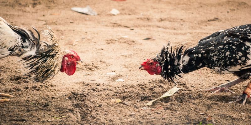 An tâm cá cược với hệ thống bảo mật tối ưu và giao dịch linh hoạt