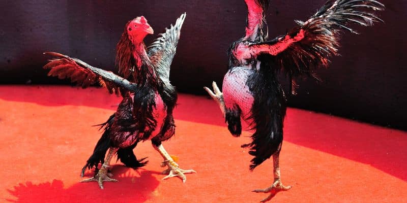 Cách tính tỷ lệ cược, lựa chọn cửa cược phù hợp để tối ưu lợi nhuận