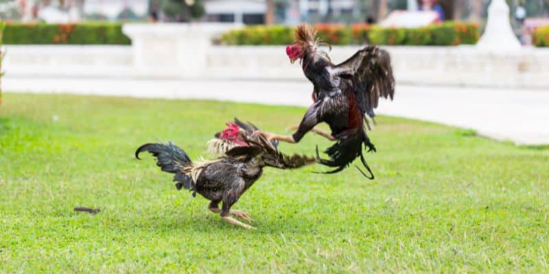 Đá gà cựa sắt – trận đấu kịch tính với những cú đá nhanh và quyết liệt