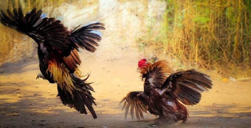 Quy định luật chơi đảm bảo công bằng trong các trận đấu