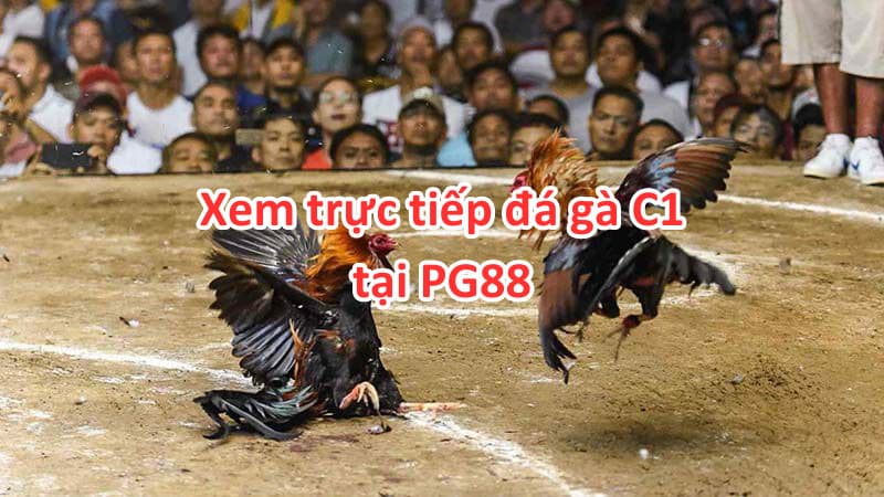 Xem Trực Tiếp Đá Gà C1 Siêu Hấp Dẫn Tại PG88